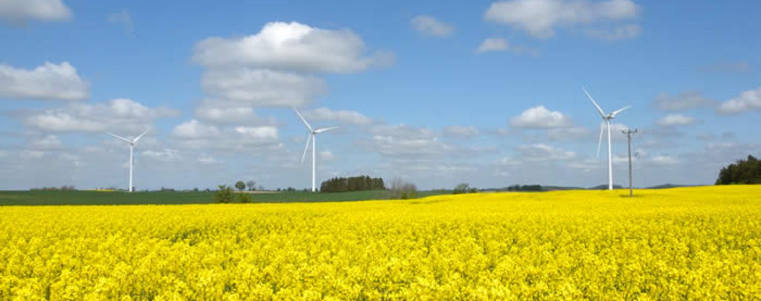 biogas-rapsfalt.jpg Bild på rapsfält.