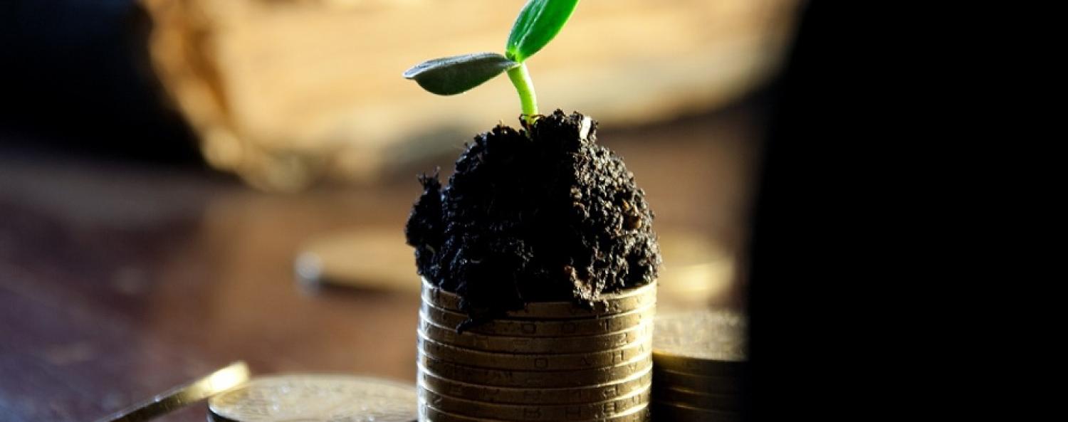 money-plant-930x450.jpg